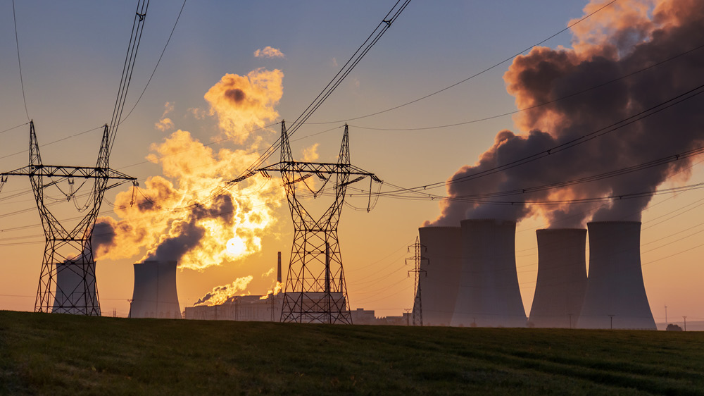 Bildet kan inneholde: organer, planter, celler 